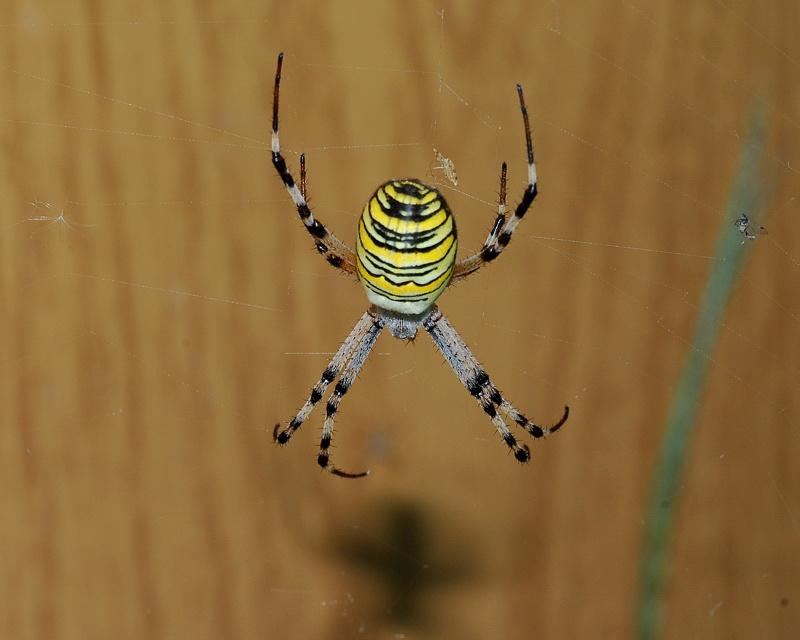 Foto de Barcelona (Cataluña), España