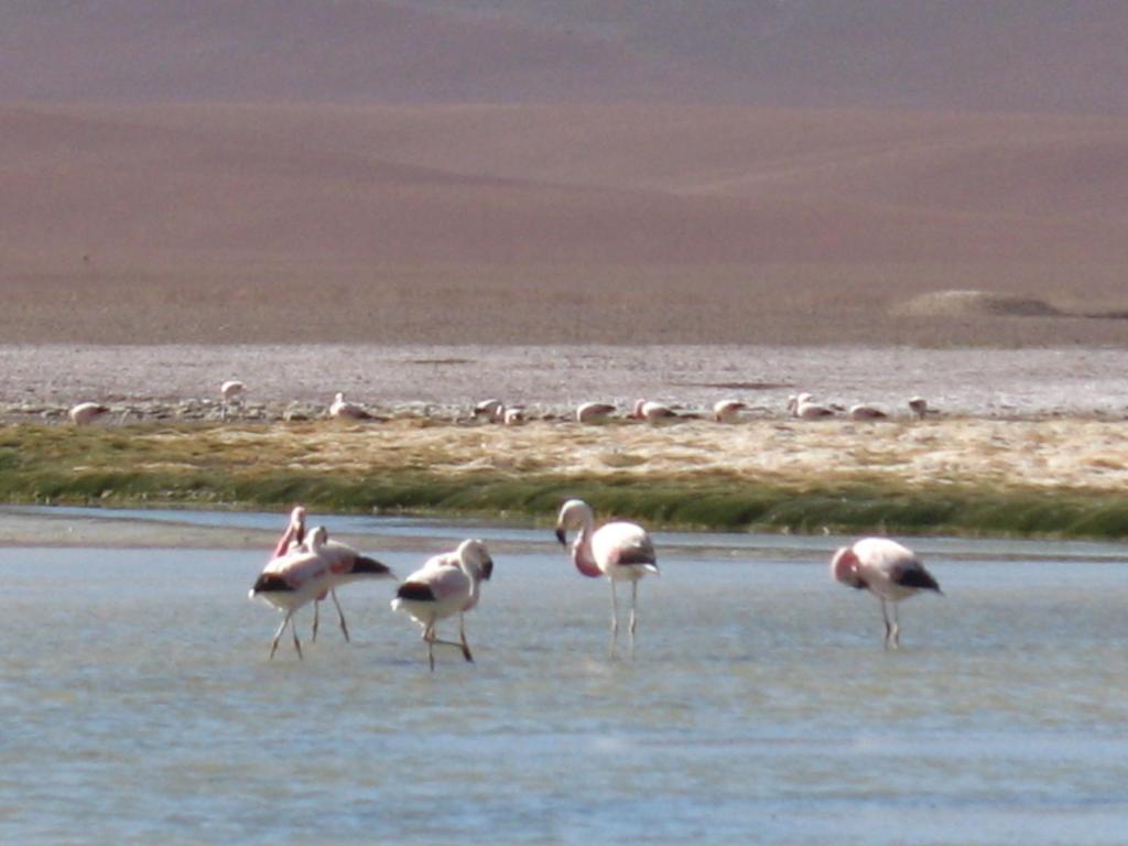 Foto de San Pedro de Atacama, Chile