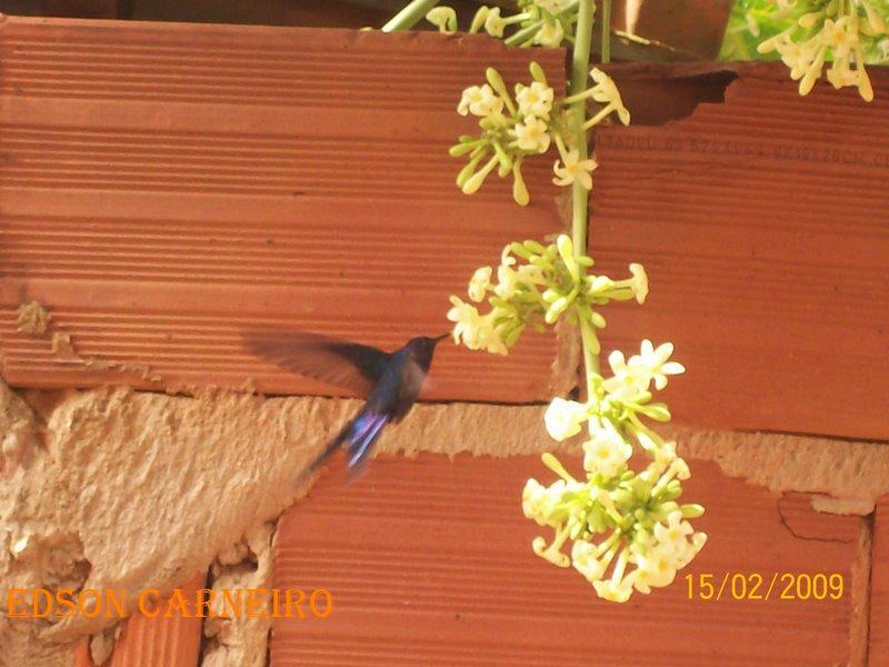 Foto de Palmas, Brasil