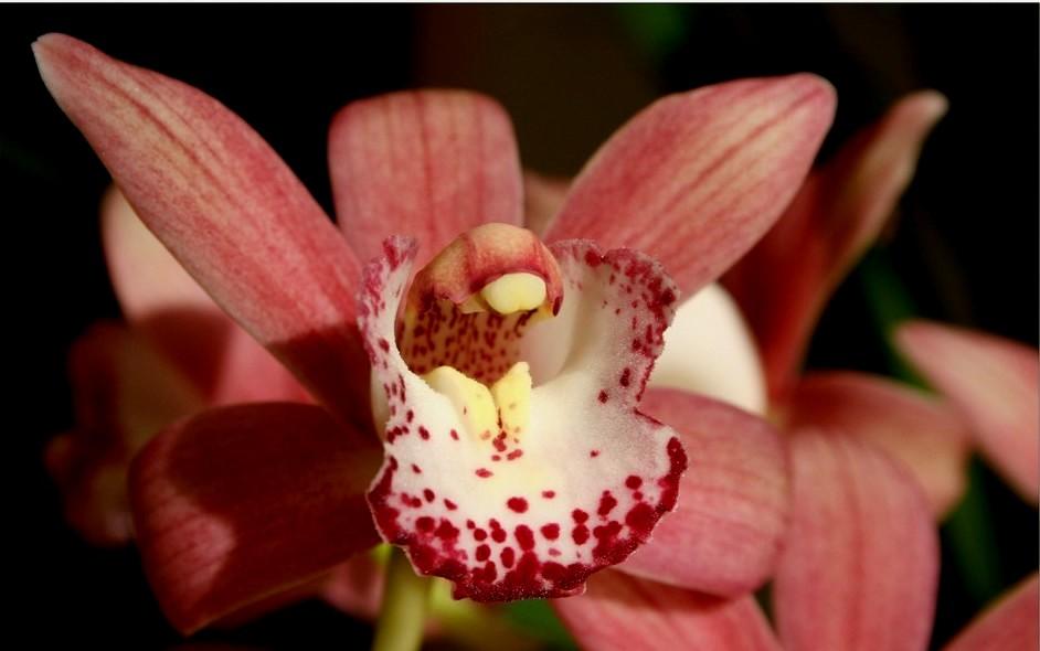 Foto de Barcelona (Cataluña), España