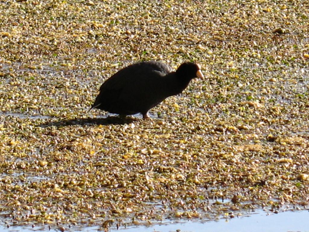 Foto de San Pedro de Atacama, Chile