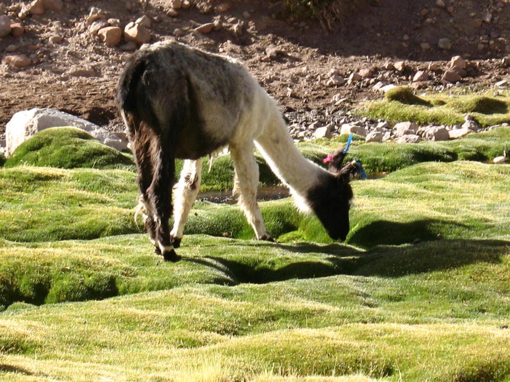 Foto de San Pedro de Atacama, Chile
