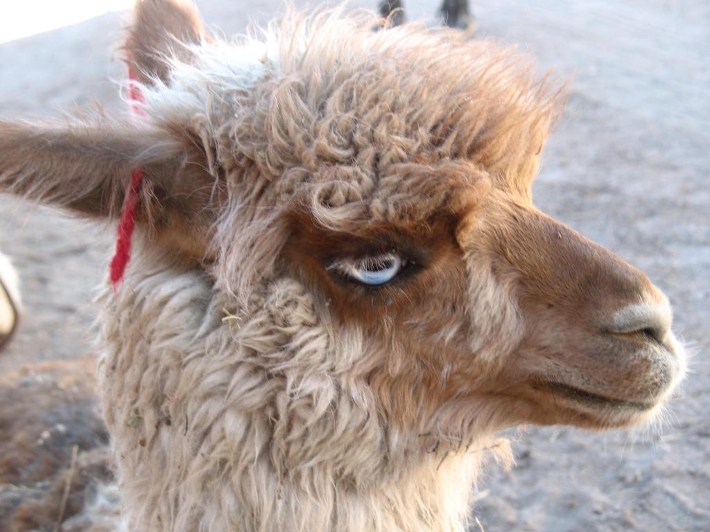 Foto de Toconao, Chile