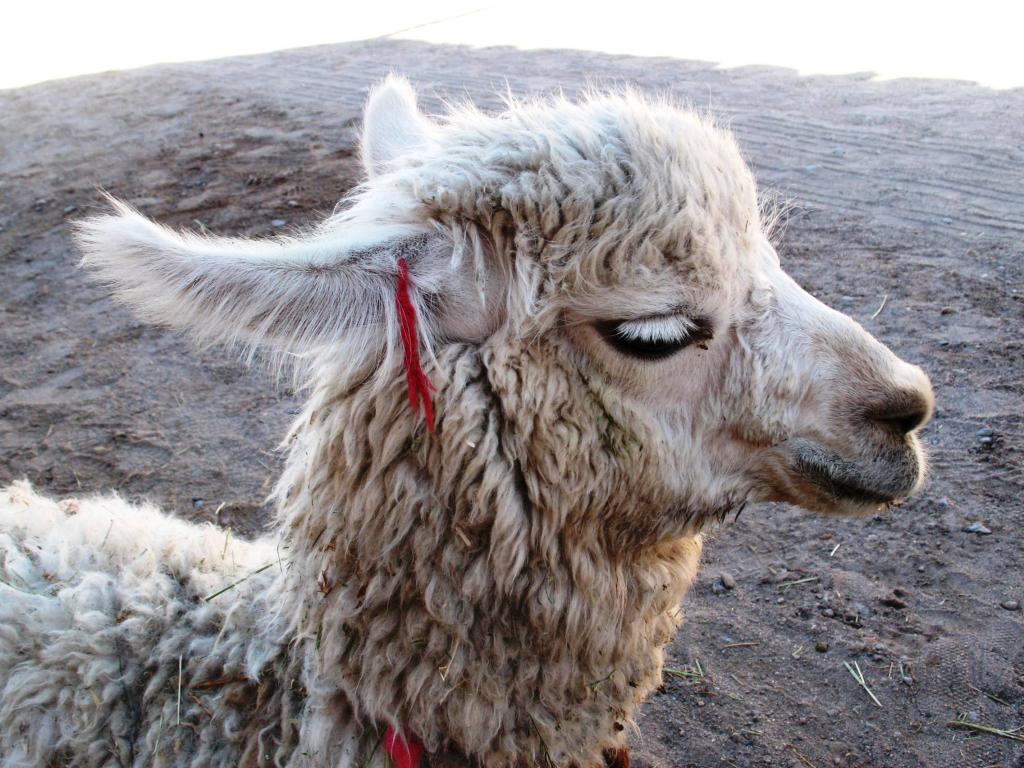 Foto de Toconao, Chile