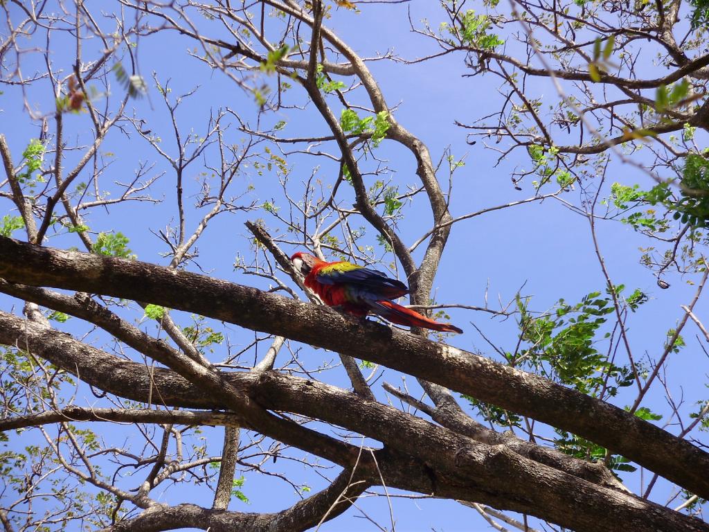 Foto de Guanacaste, Costa Rica