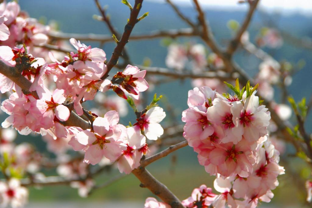 Foto de Montferri (Tarragona), España