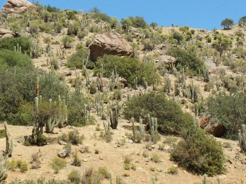 Foto de Petorca, Chile