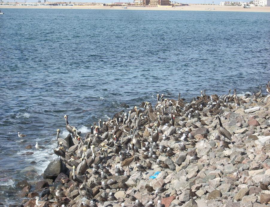 Foto de Puerto Penasco (Sonora), México