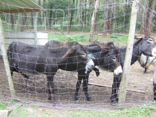 Foto de Ondres, Francia