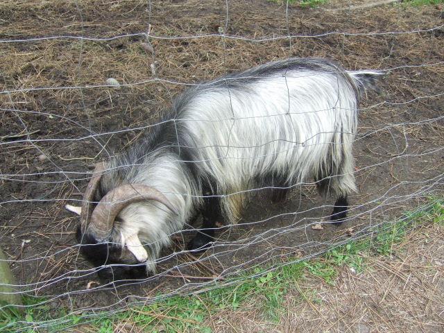 Foto de Ondres, Francia