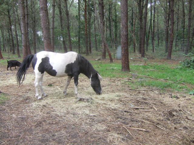 Foto de Ondres, Francia