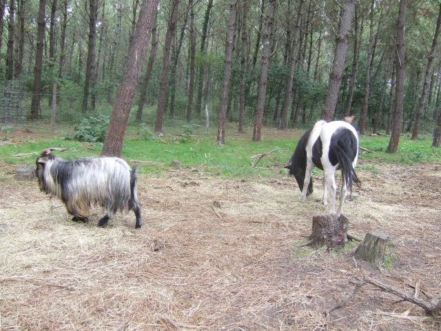Foto de Ondres, Francia