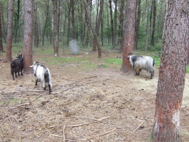 Foto de Ondres, Francia