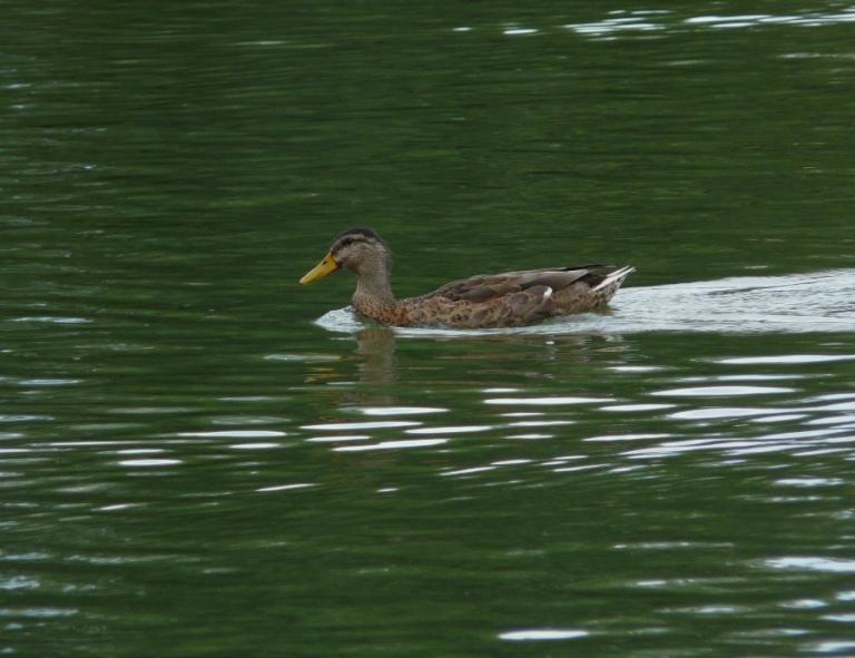 Foto de Puigcerdà (Girona), España