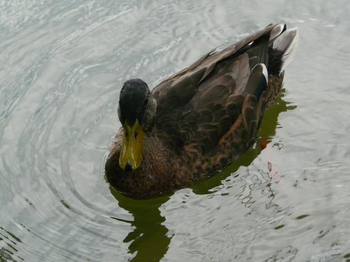 Foto de Puigcerdà (Girona), España