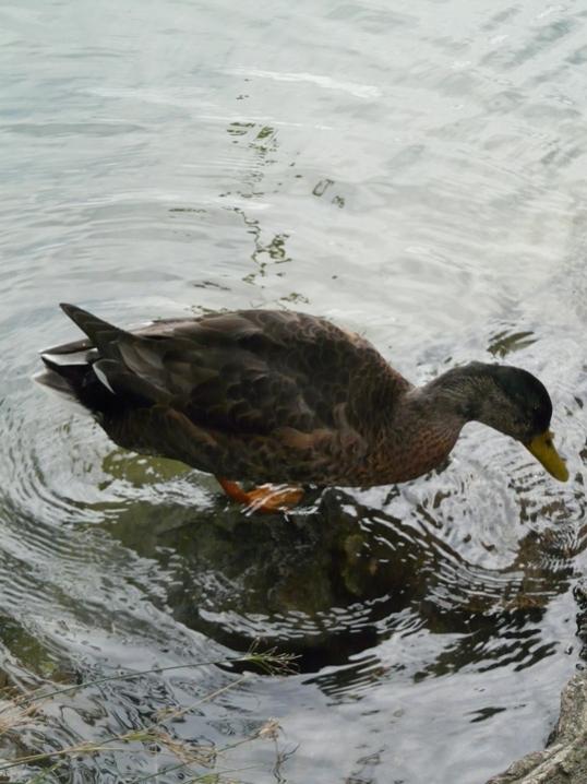 Foto de Puigcerdà (Girona), España