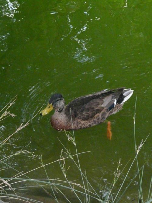 Foto de Puigcerdà (Girona), España