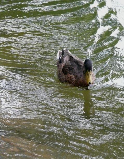Foto de Puigcerdà (Girona), España