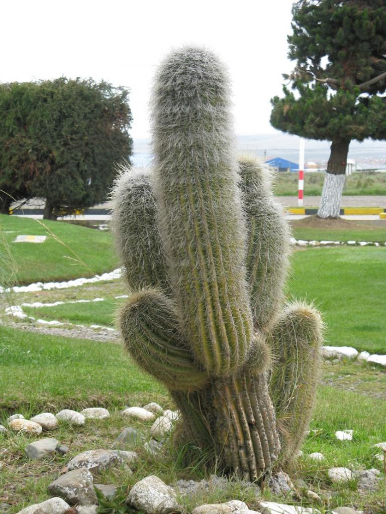 Foto de El Alto, Bolivia