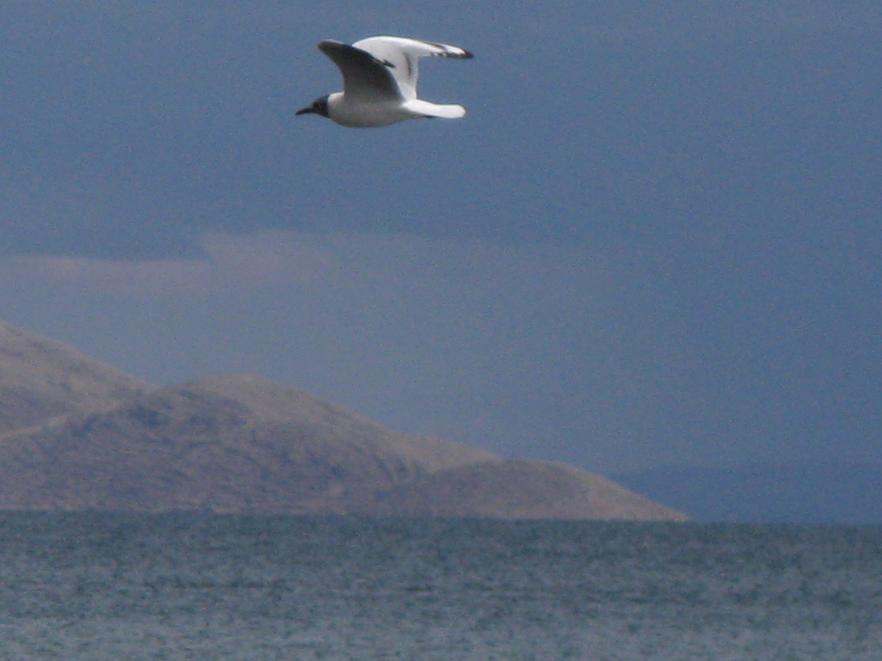 Foto de Huarina, Bolivia
