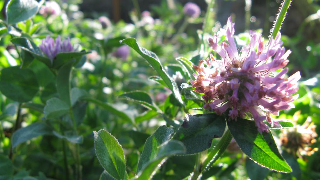 Foto de Refugio de Vid Silvestre Pasochoa, Ecuador