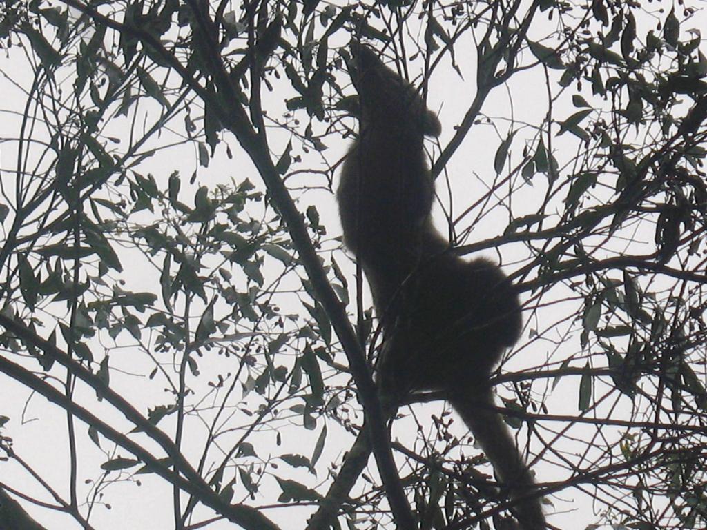 Foto de Iguazu, Argentina