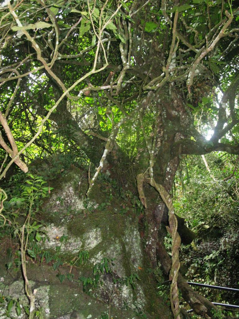 Foto de Iguazu, Argentina