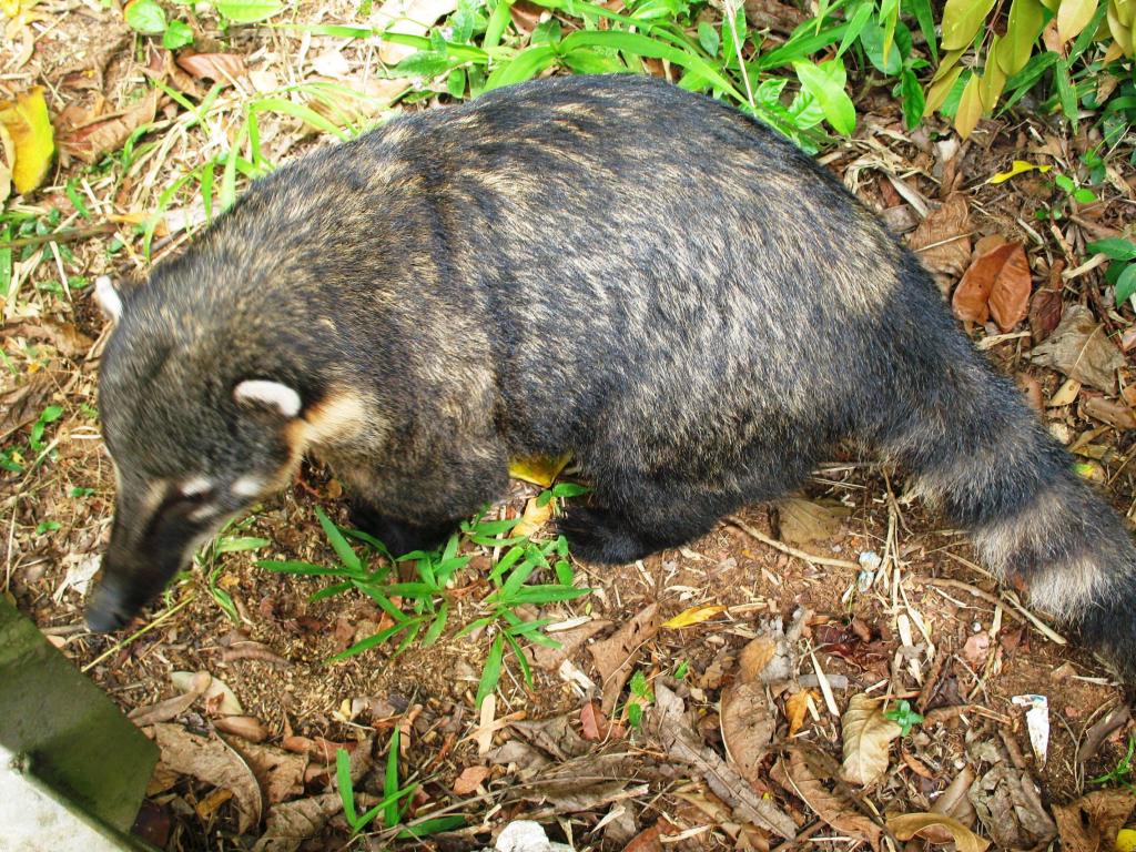 Foto de Iguazu, Argentina