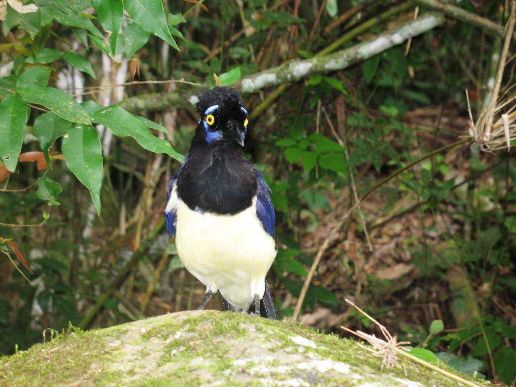 Foto de Iguazu, Argentina