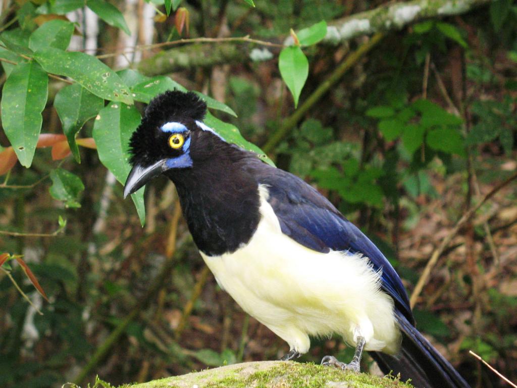 Foto de Iguazu, Argentina