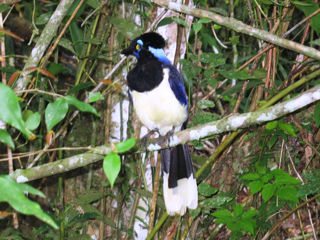 Foto de Iguazu, Argentina