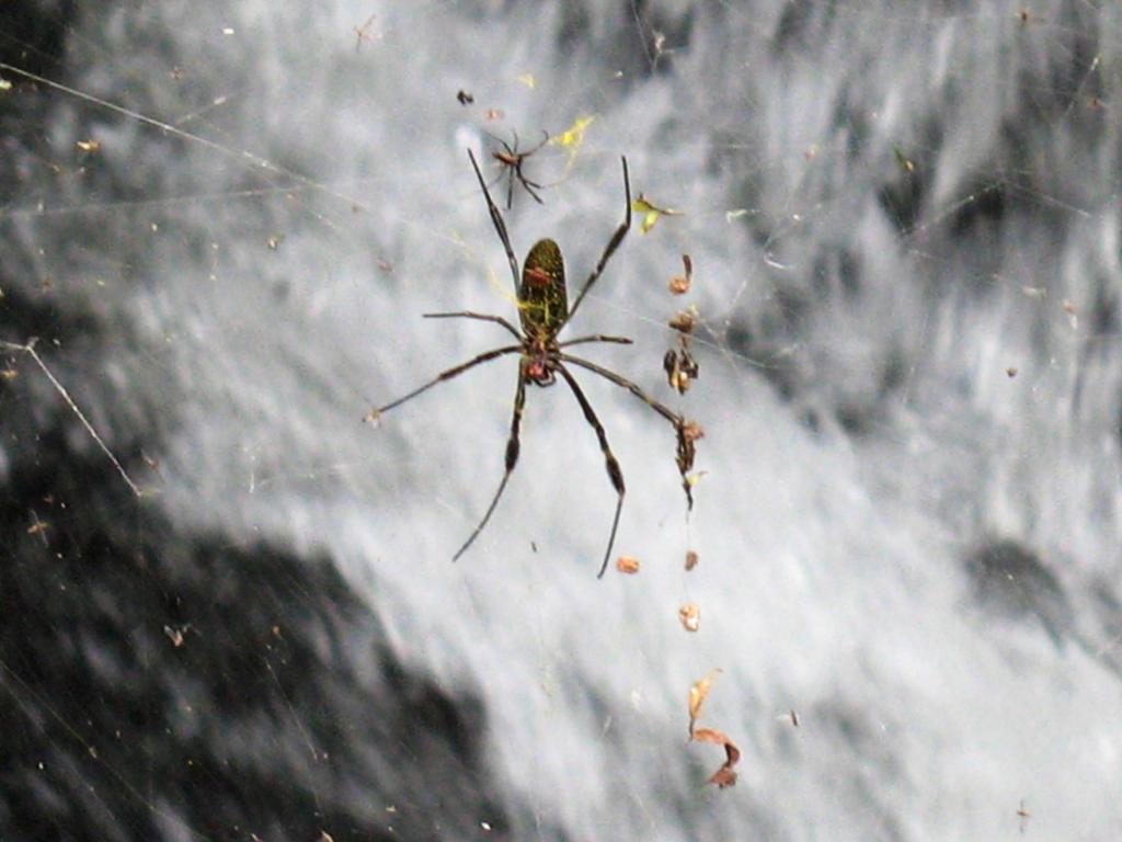 Foto de Iguazu, Argentina