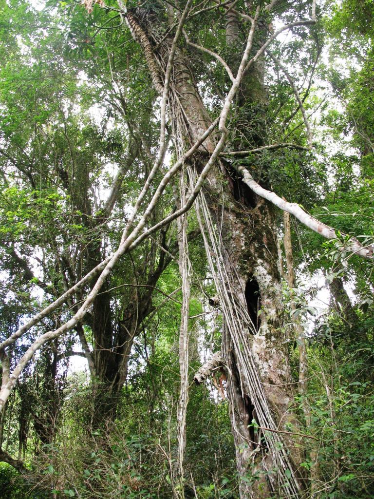 Foto de Iguazu, Argentina