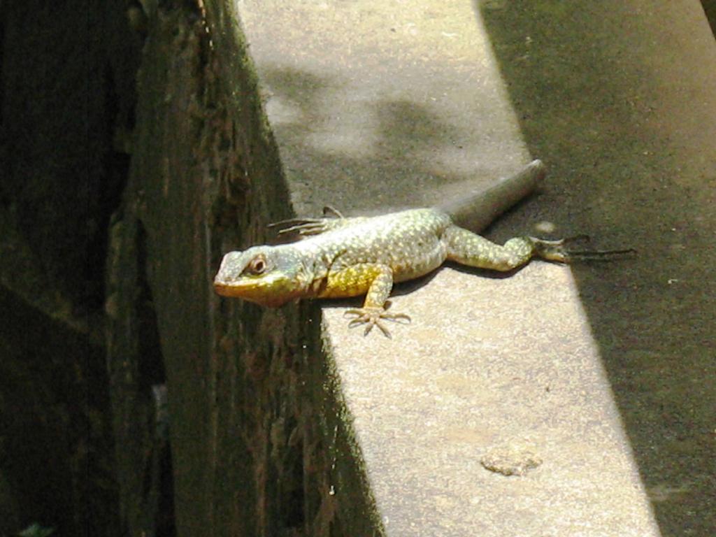 Foto de Iguazu, Argentina