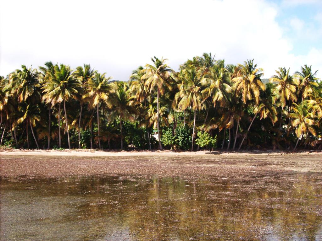 Foto de Patillas, Puerto Rico