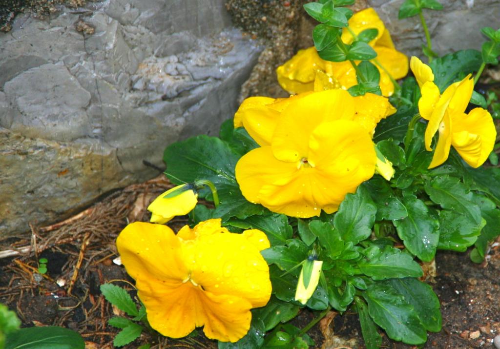 Foto de Peñíscola (Castelló), España