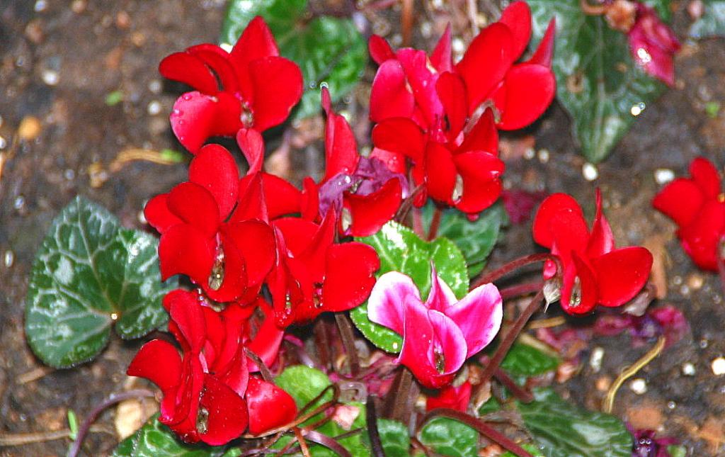 Foto de Peñíscola (Castelló), España