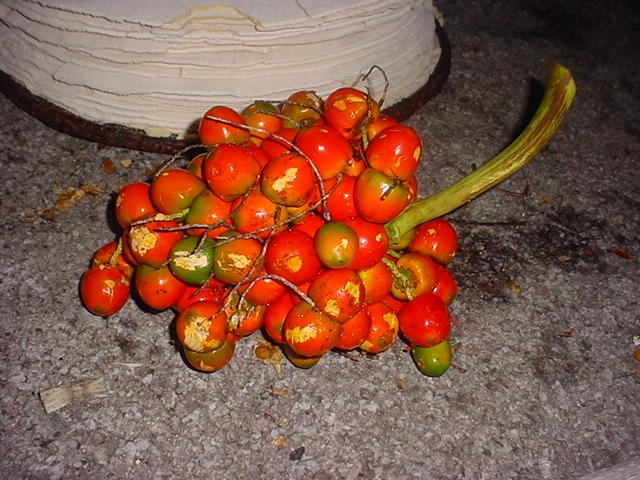 Foto de Amazonas, Venezuela
