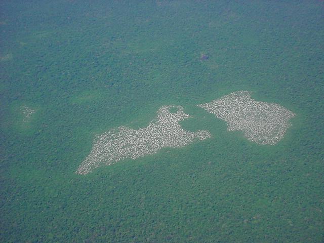 Foto de Amazonas, Venezuela