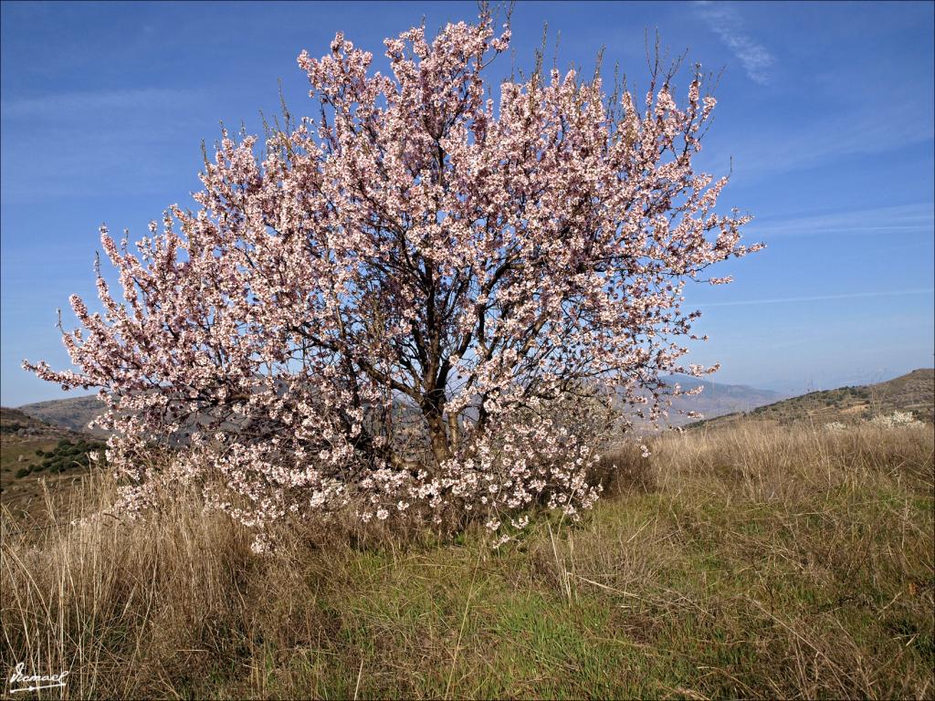 Foto de Aluenda (Zaragoza), España