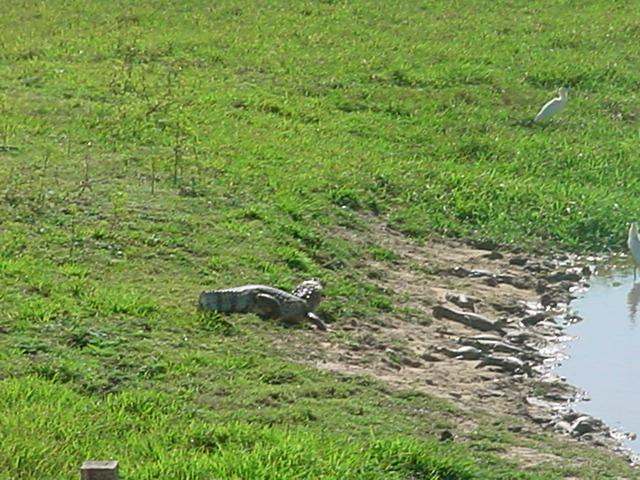 Foto de Apure, Venezuela