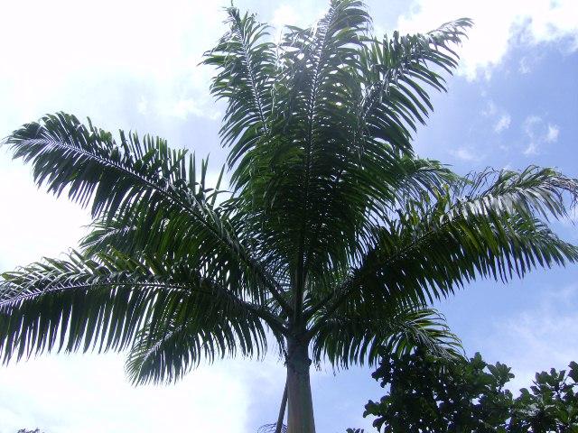 Foto de Güiripa, Venezuela