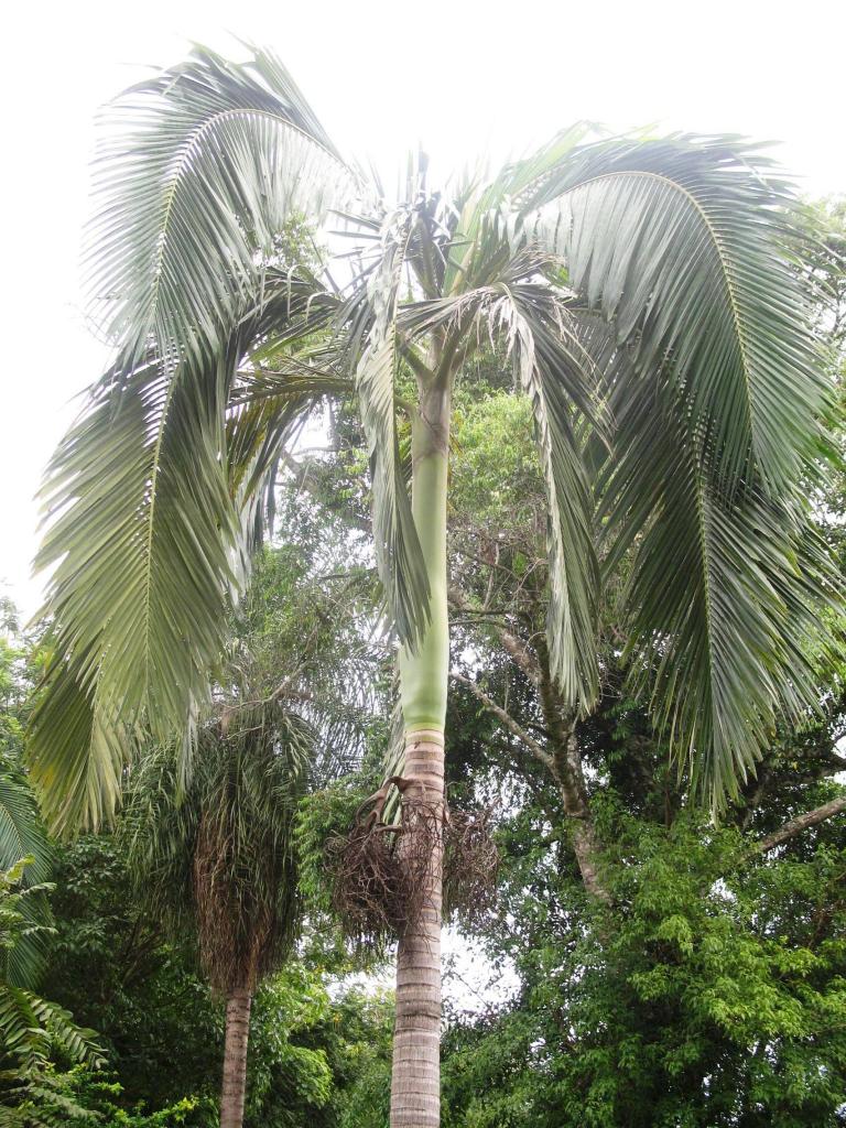 Foto de Foz do Iguacu, Brasil