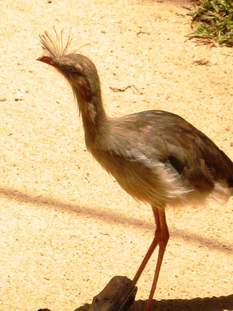 Foto de Foz do Iguacu, Brasil