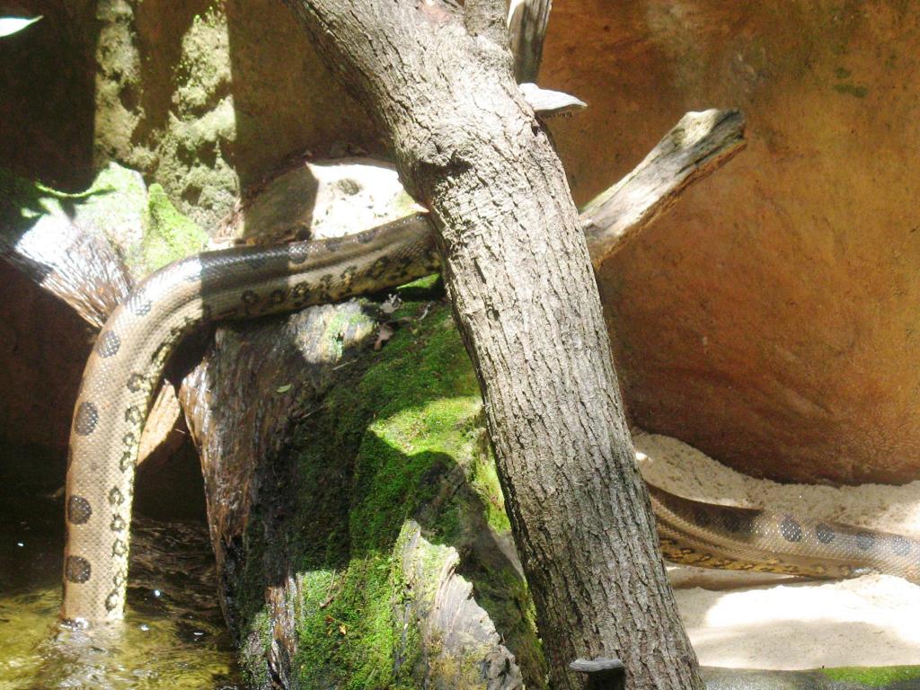 Foto de Foz do Iguacu, Brasil