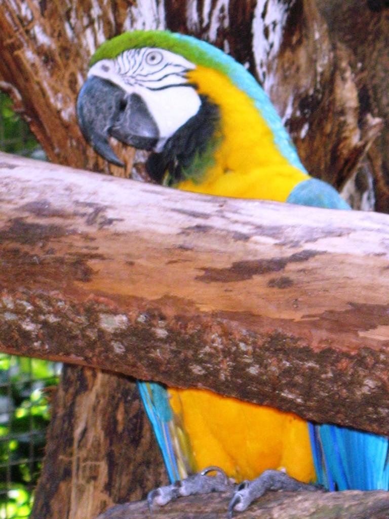 Foto de Foz do Iguacu, Brasil