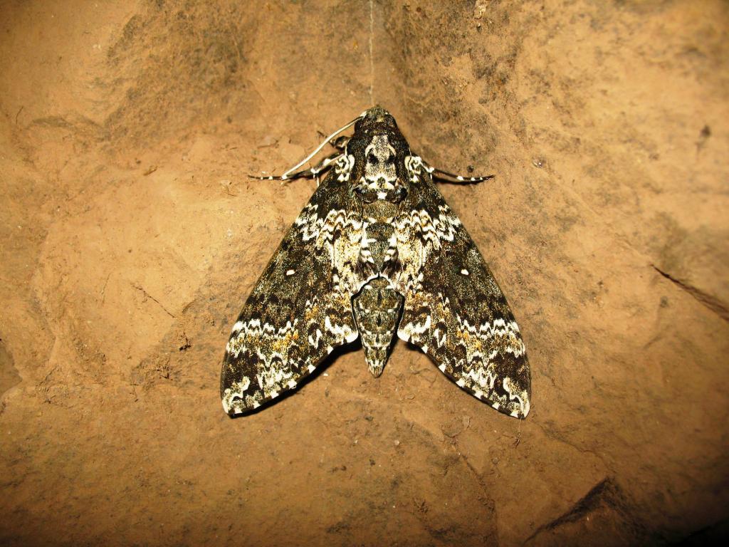 Foto de Wanda, Argentina