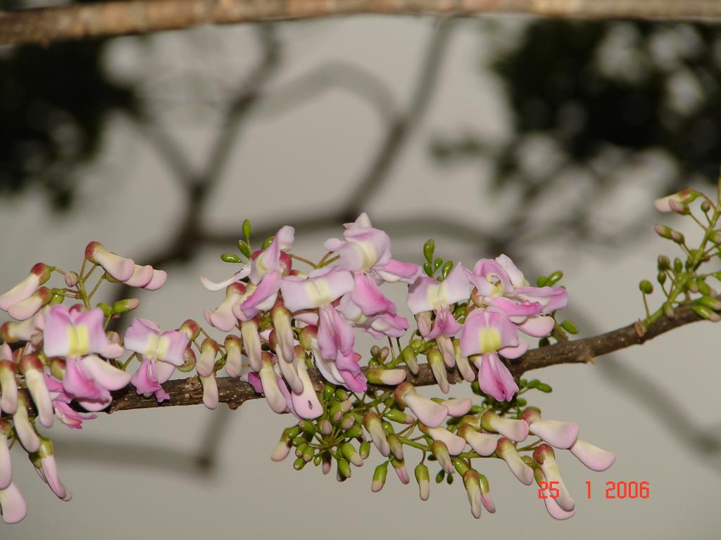 Foto de Upala (Alajuela), Costa Rica