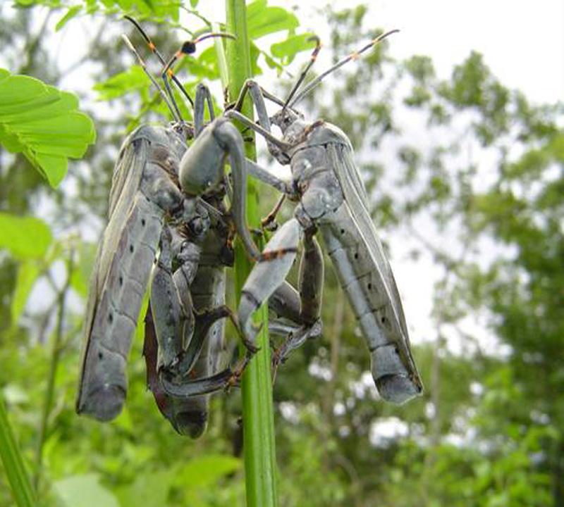 Foto de Esparza (Puntarenas), Costa Rica