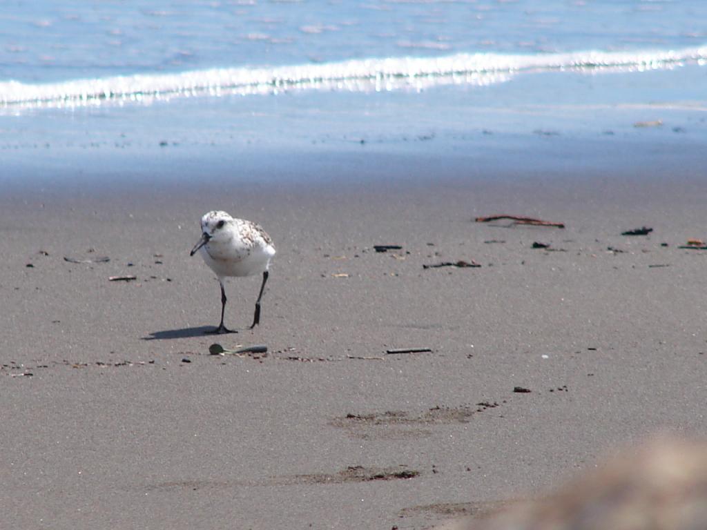 Foto de Puntarenas, Costa Rica